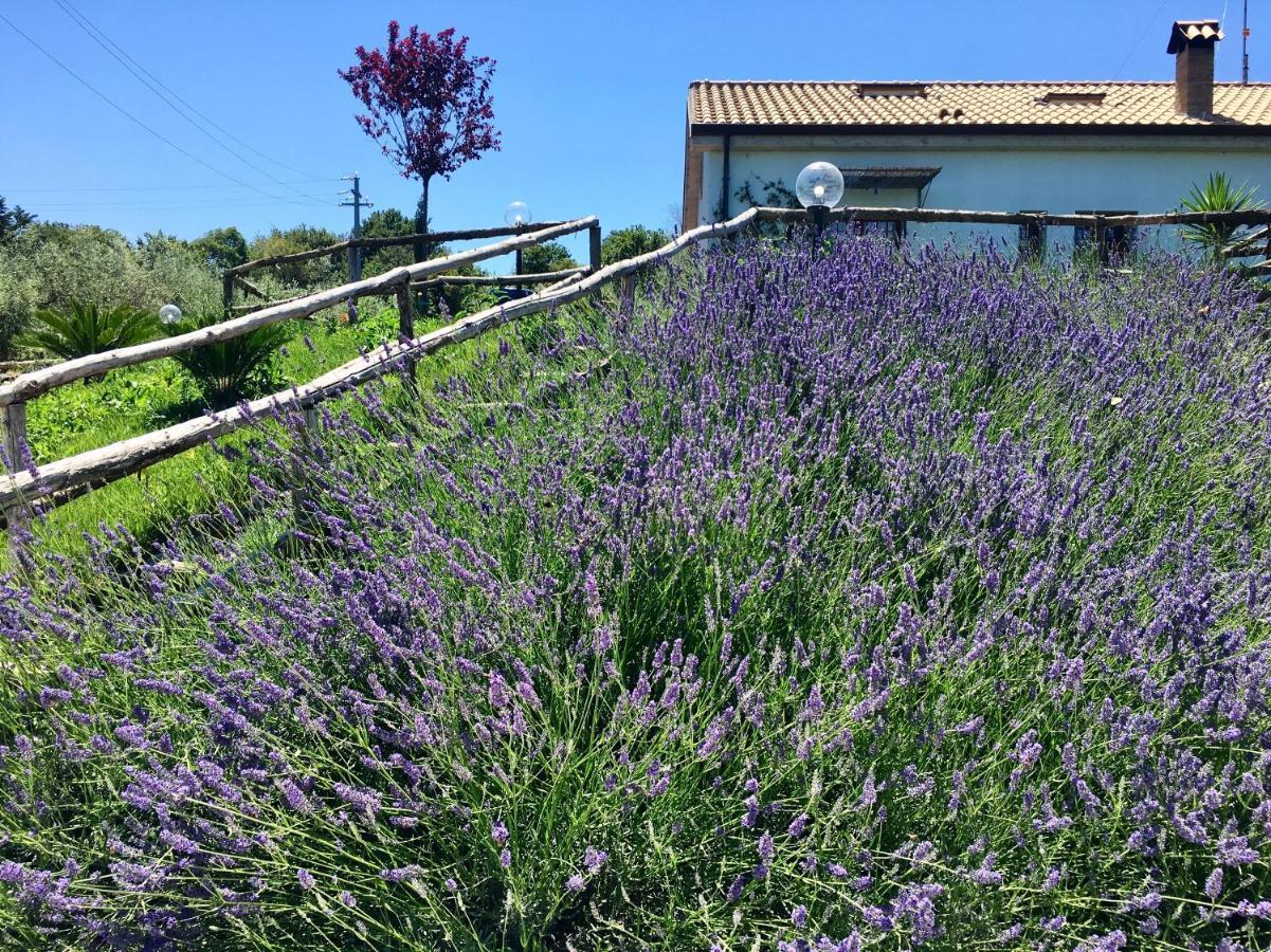 La Goiaba B&B Senigallia Kültér fotó